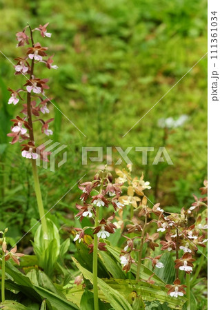 地エビネ　山野草　海老根蘭　茶色い地味な花 111361034