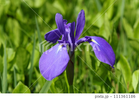 ノハナショウブ　野生の花菖蒲　紫色の花 111361186