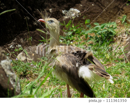 Red-legged Seriema (Cariama cristata - Siriema) Typical bird of Brazil's cerrados. It reaches an average height of 70 centimeters and can reach 90 centimeters Red-legged Seriema (Cariama cristata - Siriema) Typical bird of Brazil's cerrados. It reaches an average height of 70 centimeters and can reach 90 centimeters 111361350
