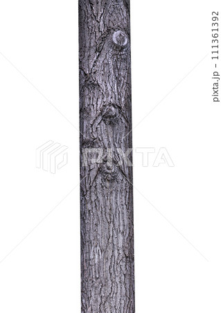 Tree Trunk Isolated On White Background 111361392