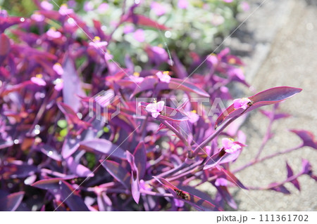 ムラサキツユクサの花 111361702