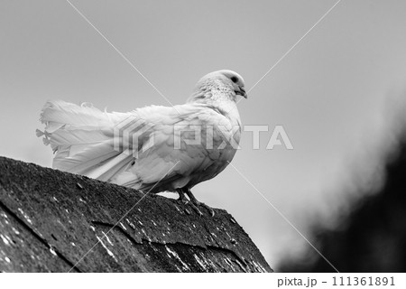 White dove bird sitting on the roof of the farm. Black and white photography. White dove bird sitting on the roof of the farm. Black and white photography. 111361891