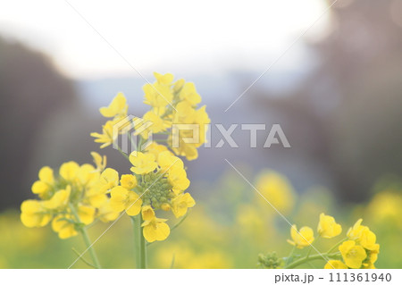 一月に咲く菜の花 一月に咲く菜の花 111361940