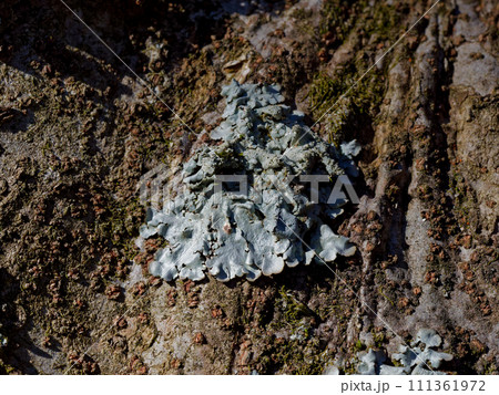葉上地衣類ウメノキゴケ 葉上地衣類ウメノキゴケ 111361972