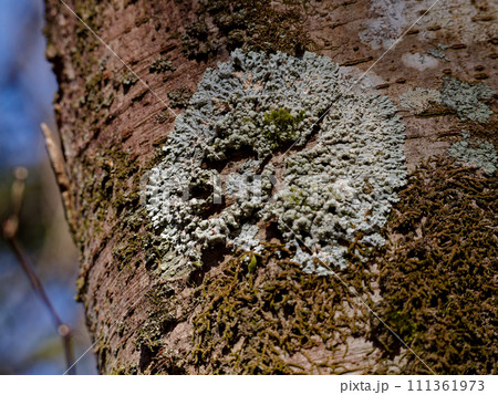 葉上地衣類ウメノキゴケ 葉上地衣類ウメノキゴケ 111361973