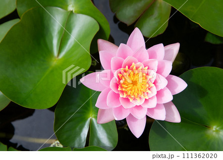 Pink Nymphaea lotus flower 111362020