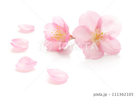 桜 花びら ピンク 春 白 背景 111362105