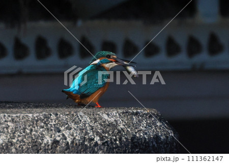 埼玉県比企郡川島町の越辺川白鳥飛来地　捕獲したエサの小魚を食べるカワセミ 111362147