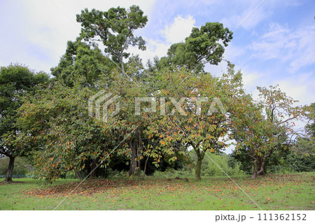 色づくカキの葉 111362152