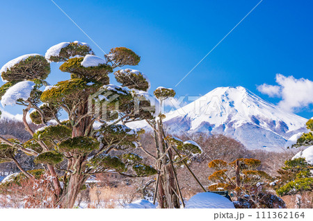 (山梨県)降雪した忍野村の雪景色・富士山 (山梨県)降雪した忍野村の雪景色・富士山 111362164