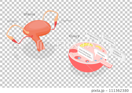3D Isometric Flat  Conceptual Illustration of Ovaries Hormones, Human Endocrine System 111362380