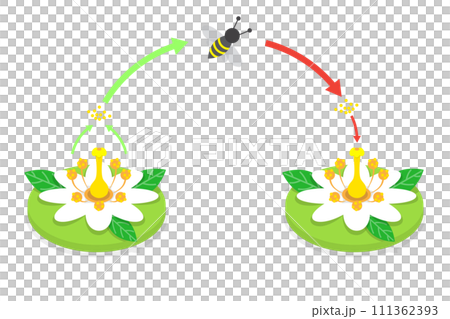 3D Isometric Flat  Conceptual Illustration of Pollination Process Diagram, Plant Reproduction 111362393
