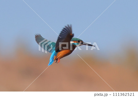 埼玉県比企郡川島町の越辺川白鳥飛来地 上空でホバリングしてエサの小魚を獲るため水中を探るカワセミ 埼玉県比企郡川島町の越辺川白鳥飛来地 上空でホバリングしてエサの小魚を獲るため水中を探るカワセミ 111362521