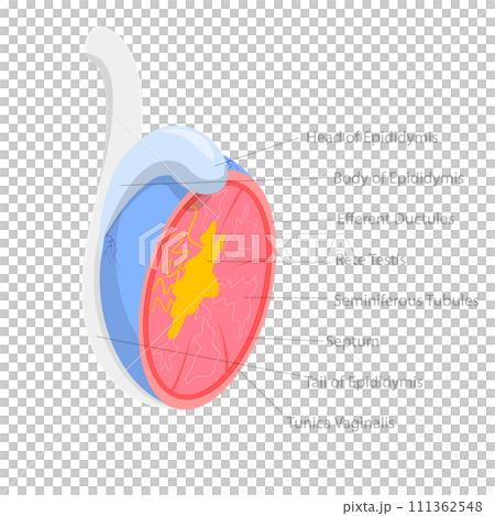 3D Isometric Flat Conceptual Illustration of Testicle Anatomy, Male Reproductive System 3D Isometric Flat Conceptual Illustration of Testicle Anatomy, Male Reproductive System 111362548