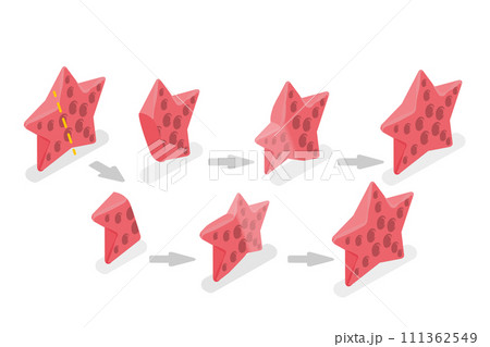 3D Isometric Flat  Conceptual Illustration of Starfish Regeneration, Asexual Reproduction 111362549