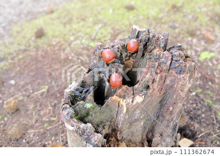 ドングリの実 ドングリの実 111362674