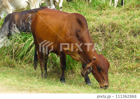close-up ox grazing on green field in farm area. Agricultural production of bovine animals close-up ox grazing on green field in farm area. Agricultural production of bovine animals 111362868