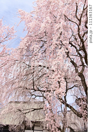 満開の枝垂桜 111363167