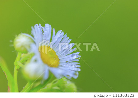 初夏のに咲く白い花ハルジオン 初夏のに咲く白い花ハルジオン 111363322