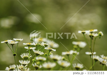初夏のに咲く白い花ハルジオン 111363333