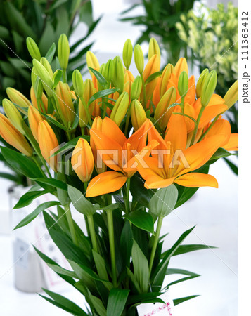 LAユリ チェザーレ LAユリ チェザーレ 111363412