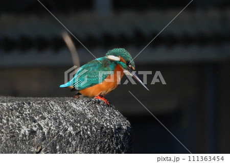埼玉県比企郡川島町の越辺川白鳥飛来地 水門の構造物にとまるカワセミ 埼玉県比企郡川島町の越辺川白鳥飛来地 水門の構造物にとまるカワセミ 111363454