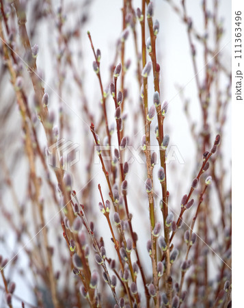 アカメヤナギ アカメヤナギ 111363496