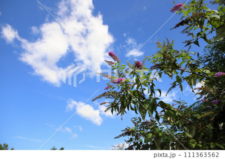 ブッドレアの花 111363562