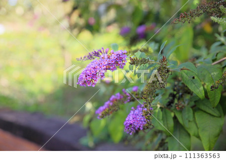 ブッドレアの花 ブッドレアの花 111363563