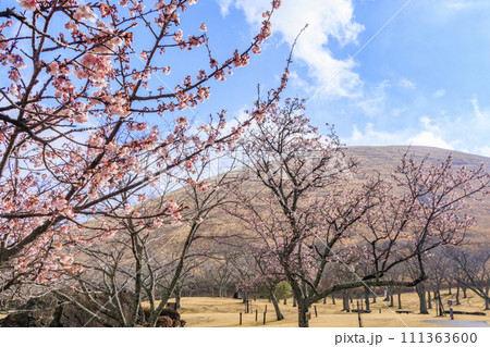 さくらの里　満開の寒桜と大室山 111363600