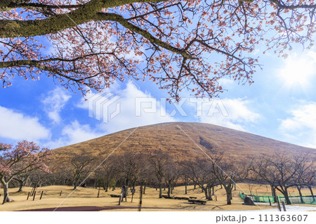 さくらの里　満開の寒桜と大室山 111363607