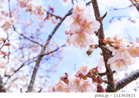 さくらの里 満開の寒桜と大室山 さくらの里 満開の寒桜と大室山 111363615