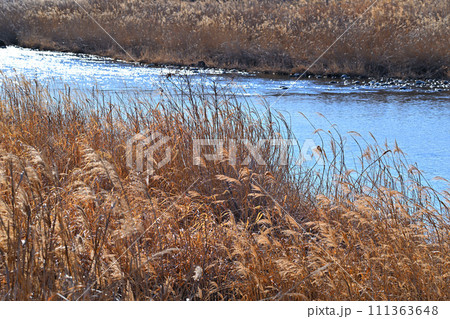 荒川本流 水辺の冬景色 花園水辺公園付近 荒川本流 水辺の冬景色 花園水辺公園付近 111363648