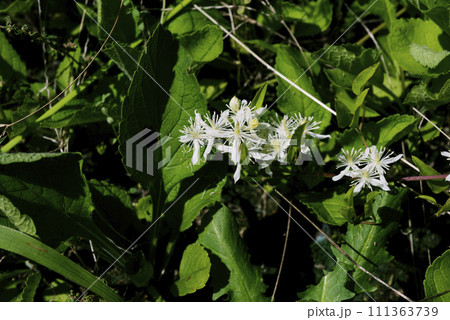 センニンソウ 111363739