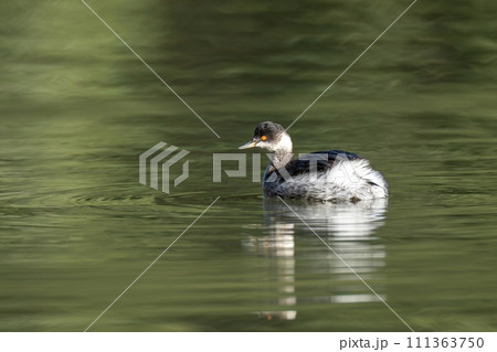 グリーンの水面をのんびり泳ぐハジロカイツブリ グリーンの水面をのんびり泳ぐハジロカイツブリ 111363750