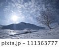 白樺と乗鞍岳 111363777