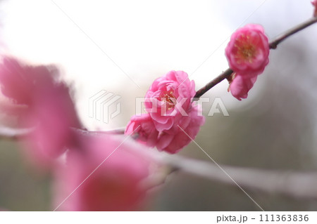 花 フラワー お花 111363836