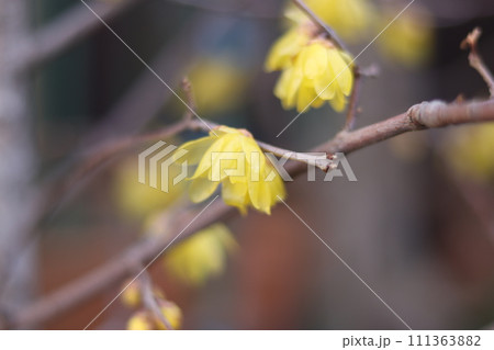 花 フラワー お花 111363882