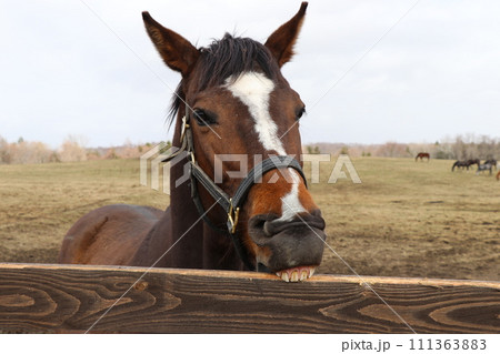 柵に噛みつくかわいいサラブレッド 柵に噛みつくかわいいサラブレッド 111363883