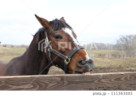 柵に噛みつくかわいいサラブレッド 111363885