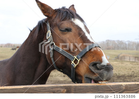 柵に噛みつくかわいいサラブレッド 111363886