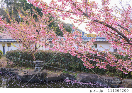 土肥金山の満開の土肥桜 111364200