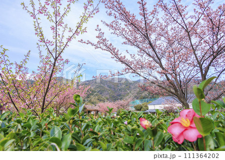土肥金山の満開の土肥桜 111364202