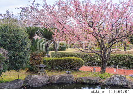 土肥金山の満開の土肥桜 111364204
