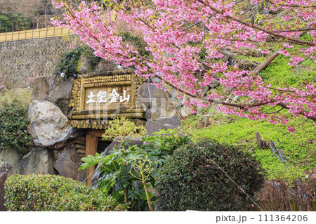 土肥金山の満開の土肥桜 111364206
