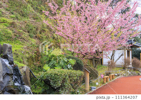 土肥金山の満開の土肥桜 111364207