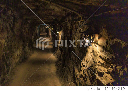 土肥金山の満開の土肥桜 111364219