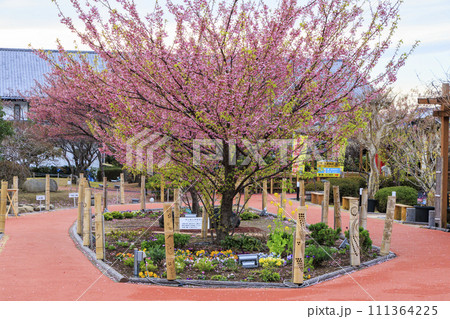 土肥金山の満開の土肥桜 土肥金山の満開の土肥桜 111364225
