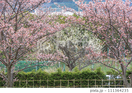 土肥金山の満開の土肥桜 111364235