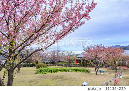 土肥金山の満開の土肥桜 111364239